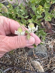 Silene greenei, photograph (c) Rob Santry, some rights reserved (CC BY)