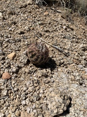 Echinomastus intertextus