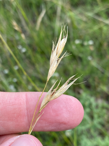 Danthonia alpina