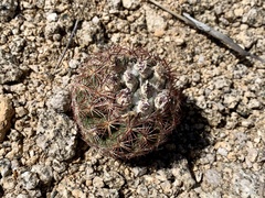 Echinomastus intertextus