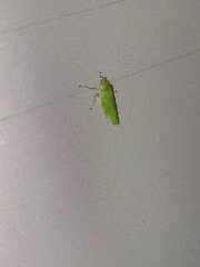 Draeculacephala inscripta