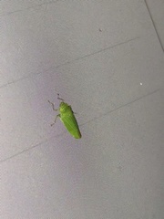 Draeculacephala inscripta