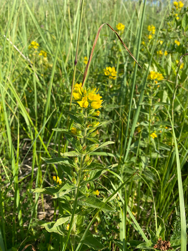 Dotted Loosestrife