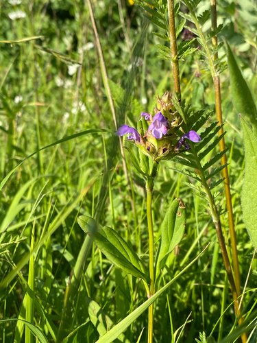 Large Self-heal