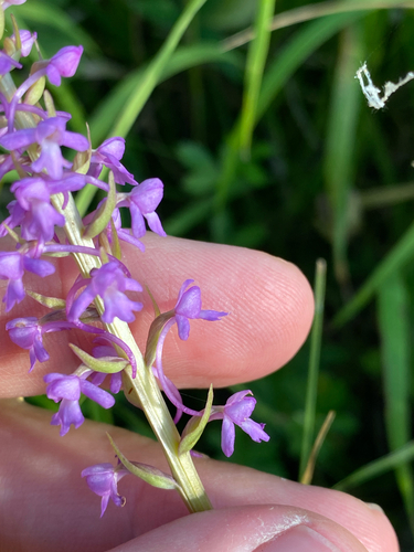Fragrant Orchid