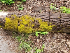 Leptodontium gemmascens