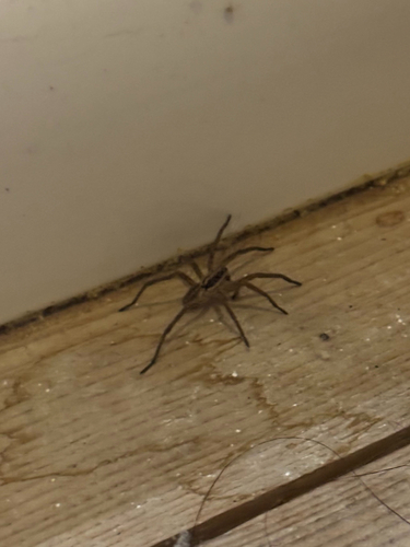 Radiated Wolf Spider