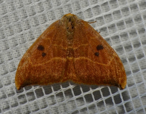 Watsonalla binaria