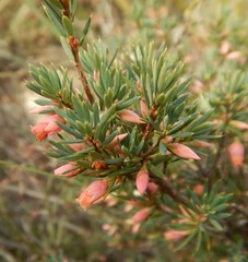 Brachyloma ericoides