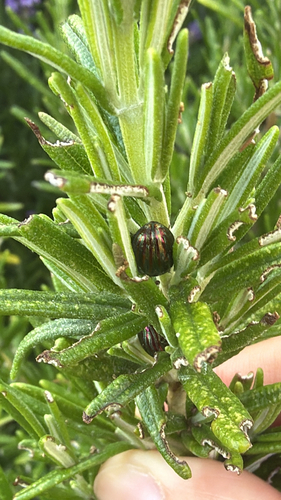 Rosemary Beetle