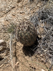 Echinomastus intertextus