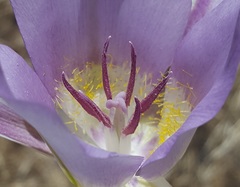 Calochortus macrocarpus macrocarpus
