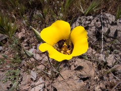 Calochortus kennedyi