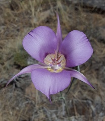 Calochortus macrocarpus macrocarpus