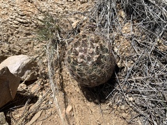 Echinomastus intertextus