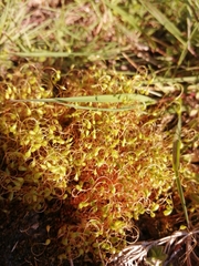 Funaria hygrometrica