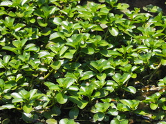 Ludwigia taiwanensis