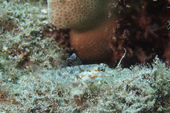 Fusigobius duospilus