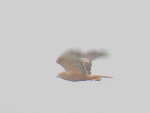 iNaturalist image