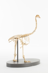 Dinornithiformes
