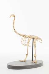 Dinornithiformes