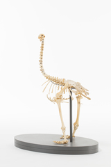 Dinornithiformes
