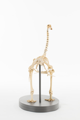 Dinornithiformes