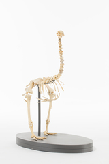 Dinornithiformes
