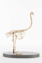 Dinornithiformes