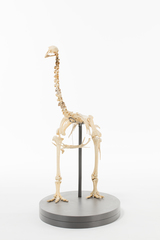Dinornithiformes