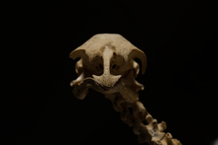 Dinornithiformes