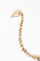 Dinornithiformes
