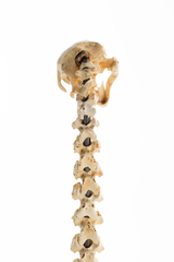 Dinornithiformes