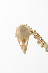 Dinornithiformes