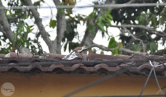 Campylorhynchus rufinucha