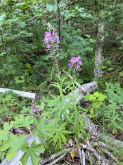 Chamerion angustifolium - Calflora