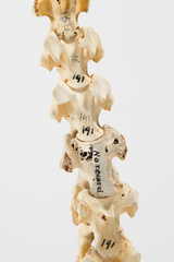 Dinornithiformes