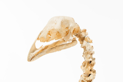 Dinornithiformes