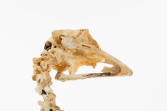 Dinornithiformes