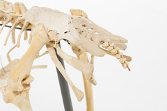 Dinornithiformes
