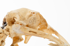Dinornithiformes