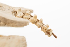 Dinornithiformes
