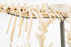 Dinornithiformes