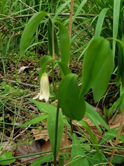 Uvularia