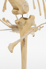 Dinornithiformes