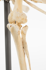 Dinornithiformes