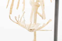 Dinornithiformes