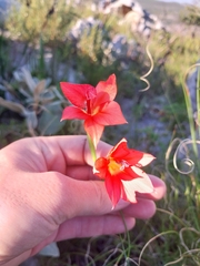 Gladiolus priorii, photograph (c) De Waal Hugo, some rights reserved (CC BY)