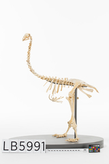 Dinornithiformes