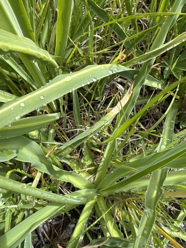 Hastingsia alba, photograph 4